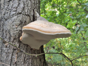 Zunderschwamm